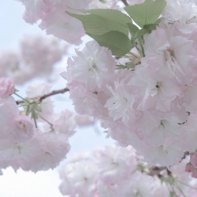 Furry写实风格绘画技巧Furry群